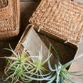 thumbnail image 5 of Straw Basket Natural Small Lidded Basket in Brown (Set of 3), 5 of 5
