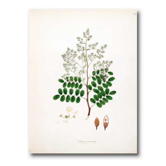 Designart ' Ancient Botanicals XII ' Farmhouse Canvas Wall Art Print