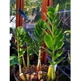 thumbnail image 2 of Rare ZZ Plant - Zamioculcas zamiifolia - Hardy House Plant - 5" Pot, 2 of 3