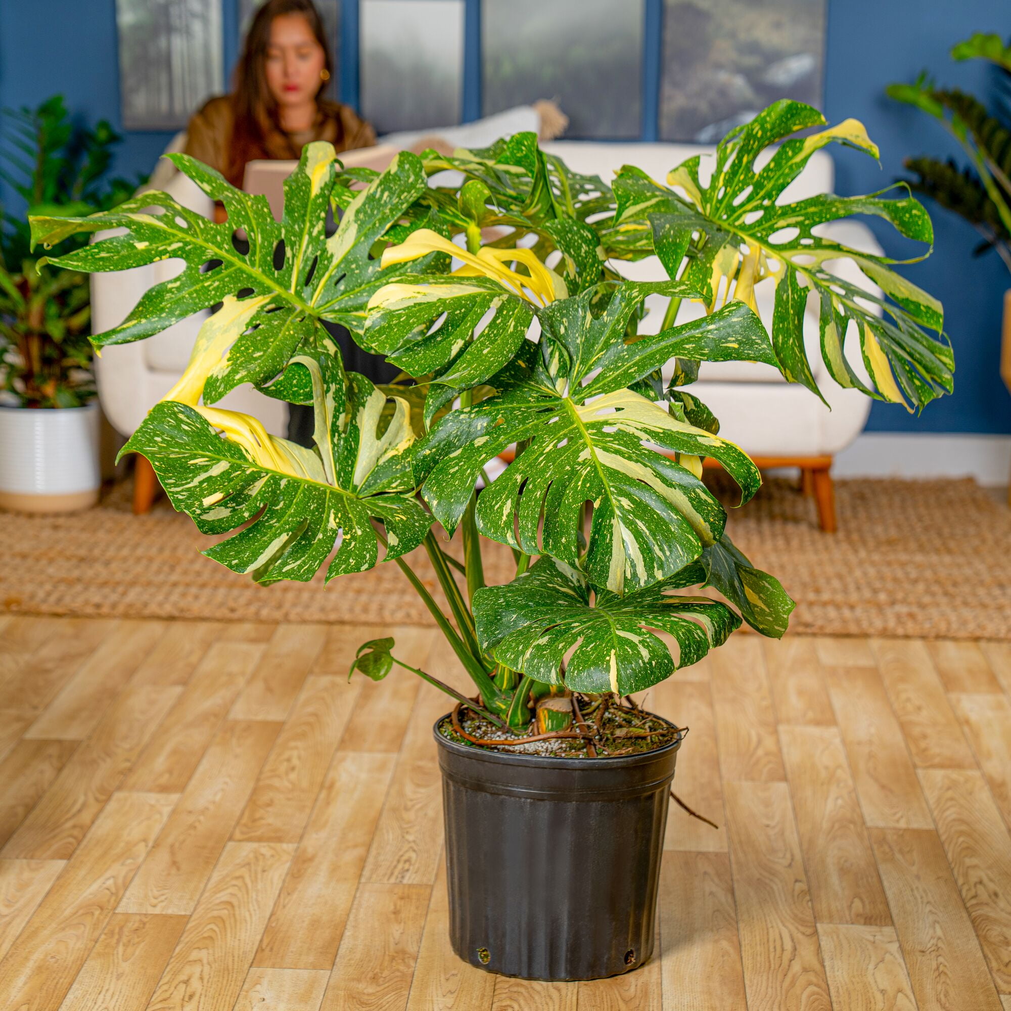 Costa Farms 3Ft Thai Constellation Monstera Indoor Live House Plants in 12"  Grower Pot - Walmart.com