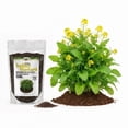 thumbnail image 3 of Old Cobblers Farm™ Wicked Tuff Turf Indian Mustard (Brassicas) (5 lbs | 10 lbs | 15 lbs | 20 lbs) (15lbs), 3 of 12