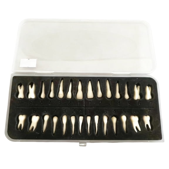 28 Pcs Dental Model Teeth, Permanent Teeth Model with Roots, Realistic Resin Artificial Teeth, Detachable Teeth for Dentistry Study, Practice, Teaching, Display