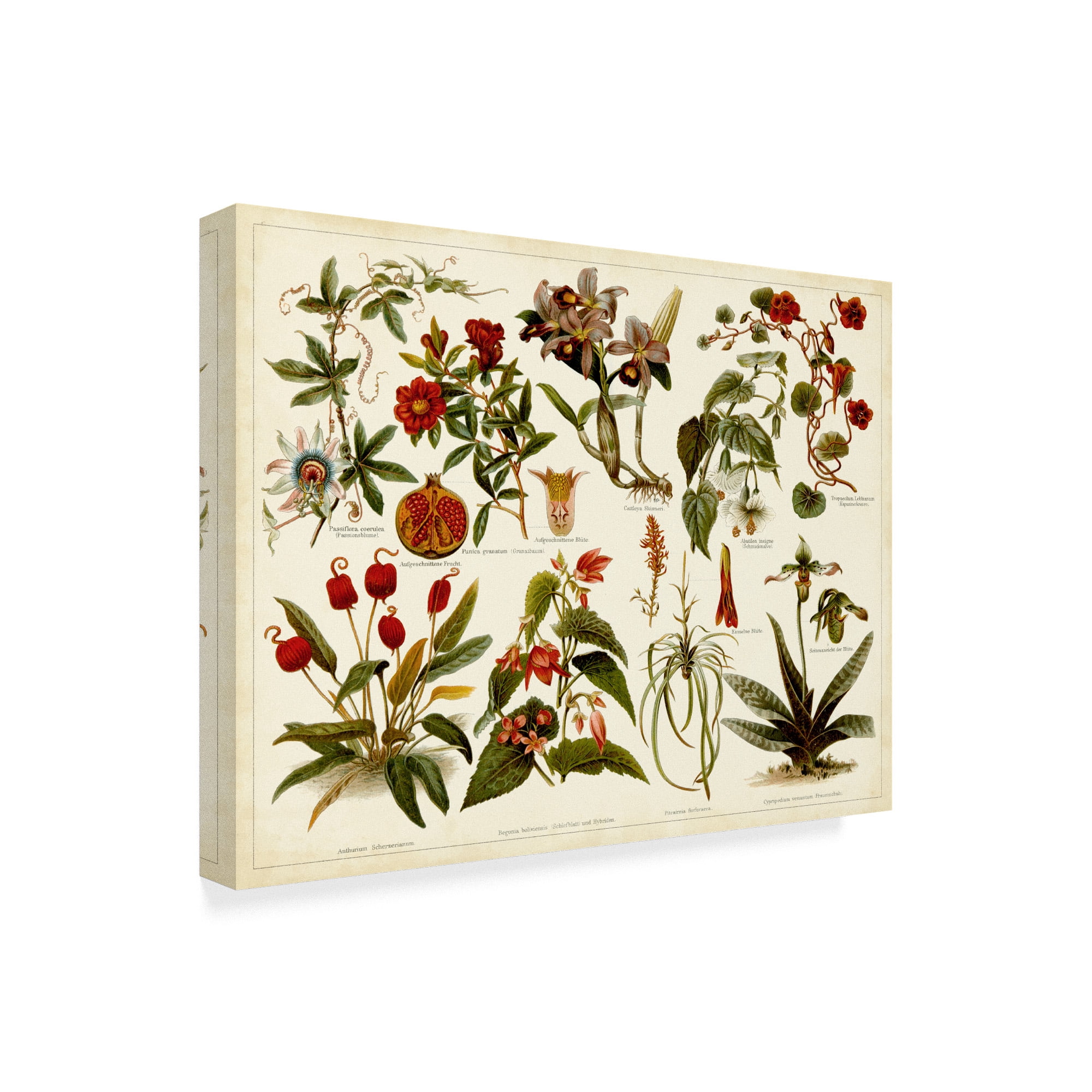Trademark Fine Art 'Tropical Botany Chart II' Canvas Art by Meyers
