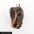 thumbnail image 3 of Catching Fire Heucherella Dormant Bare Root Perennial Starter Plant (1-Pack), 3 of 3