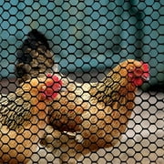 YARDGARD 3 Foot x 25 Foot Black Plastic Poultry Netting