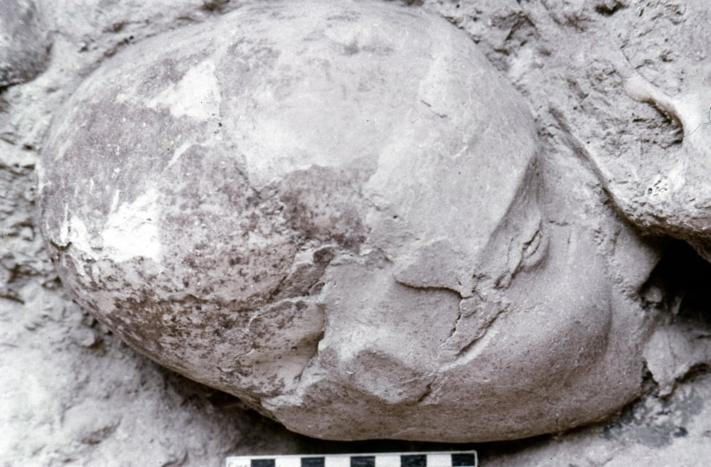 Jericho Human Skull Nhuman Skull Found At Jericho With Living Features