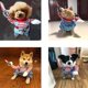 thumbnail image 2 of Traje de recuperación para perros, chaleco protector de heridas abdominales para cachorros, ropa para mascotas, uso de poscirugía, alternativa de cuello electrónico para gatos pequeños y medianos, per Feliz Sencillez, 2 of 5