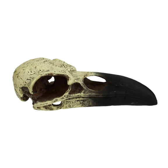 Komodo Raven Skull, Bone and Black Resin, Aquarium Decor