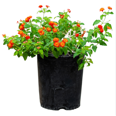 Pack of 2 Lantana Dallas Red Live Starter Plants for Planting, Red Yellow and Orange Flowering Shrub, Drought Tolerant, Butterfly Friendly, 4 to 6 Inch Tall, No Ship Pot