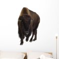 thumbnail image 1 of Bison Wall Decal Sticker by Wallmonkeys Vinyl Peel and Stick Graphic (36 in H x 21 in W), 1 of 4