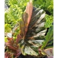 thumbnail image 4 of Begonia 'Ginny Galaxy' - Pot Size: 3.5in - House Plants, 4 of 6