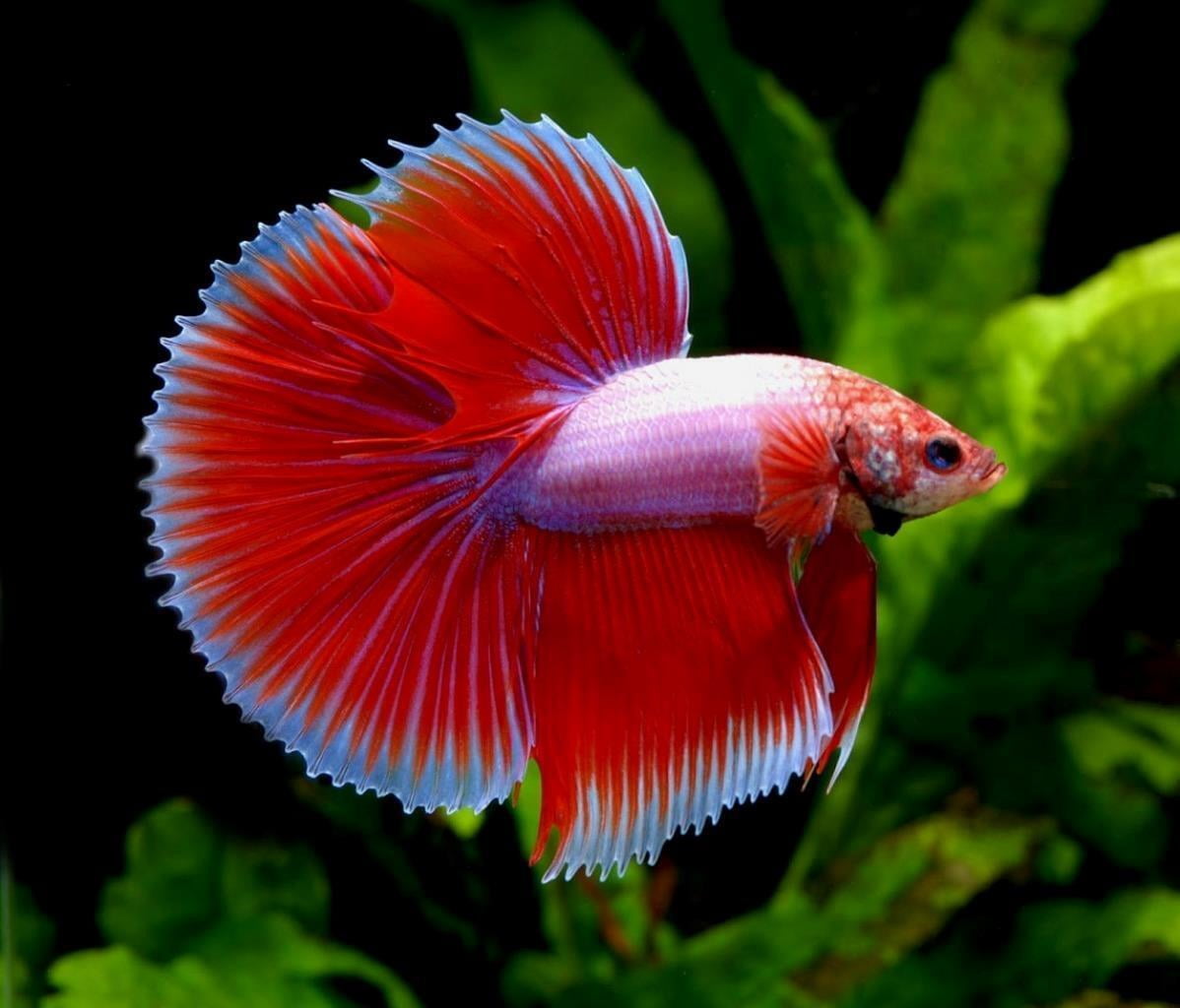 PREMIUM TROPICAL FISH FLAKE FOOD!! - PERFECT FOR ALL FRESHWATER FISH!!...3-lb