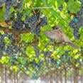 thumbnail image 3 of 25' x 25' Bird Netting Heavy Duty Nylon 3/4" Mesh Protect Fruit Trees, Plants and Vegetables, 3 of 5
