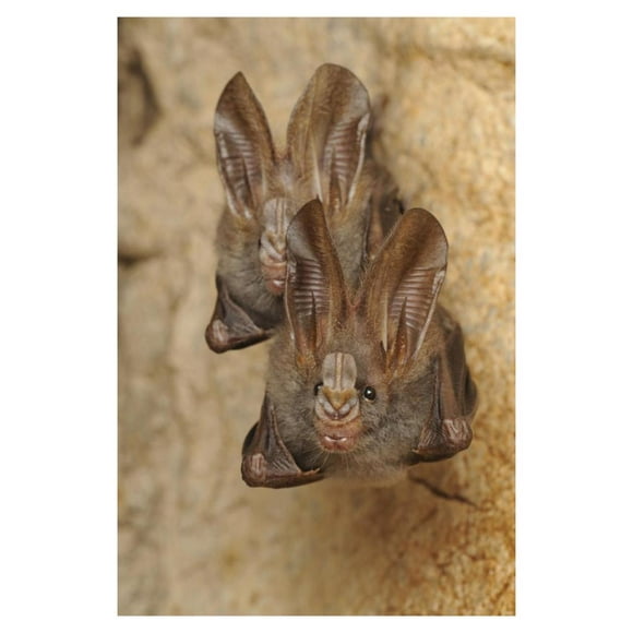Lesser False Vampire Bat pair roosting in cave, Sekunyit, Bau, Malaysia-Paper Art-26"x38"