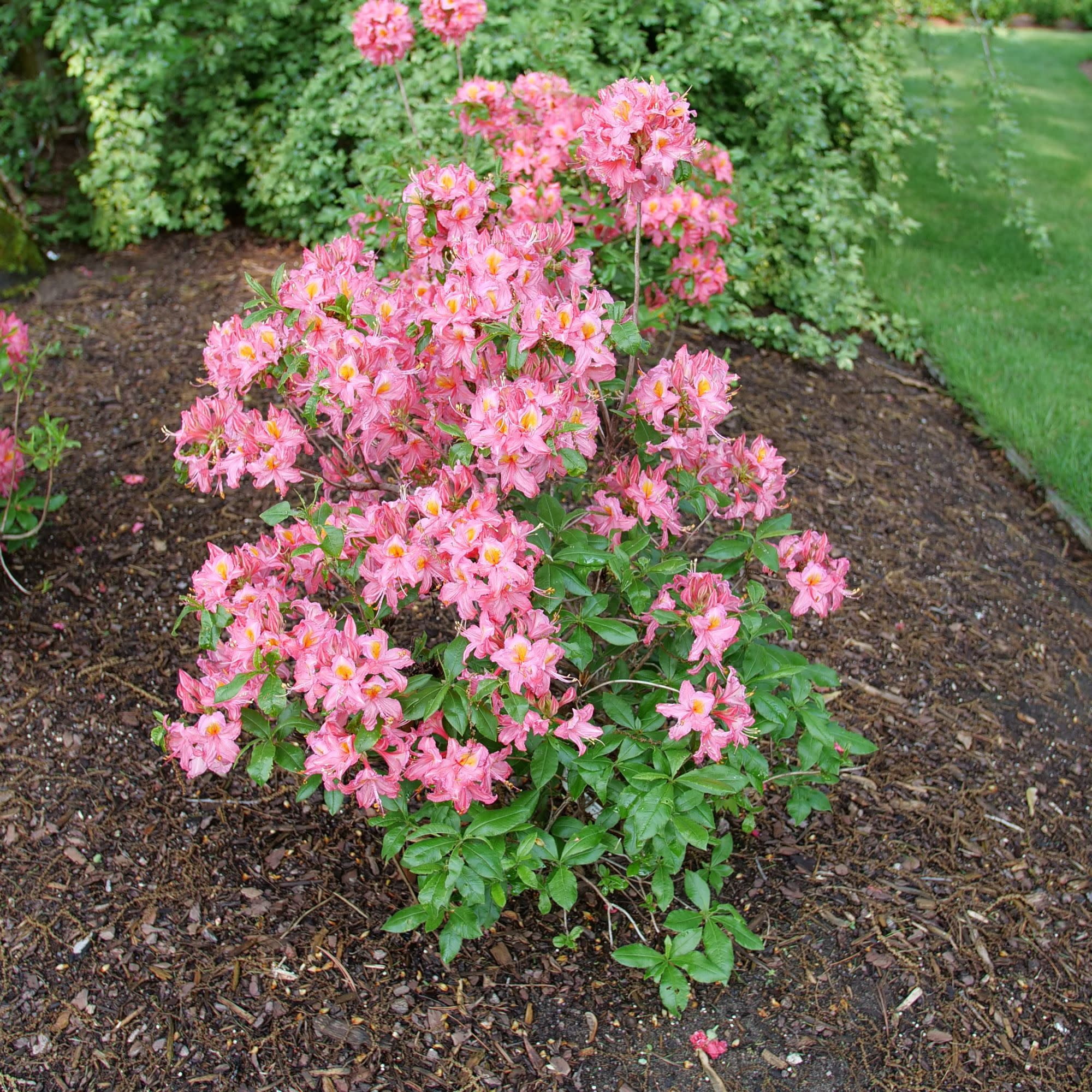 Proven Winners ColorChoice 5" Sweet Reward Pink Azalea Live Plant in 4.5" Pot (4 Count)