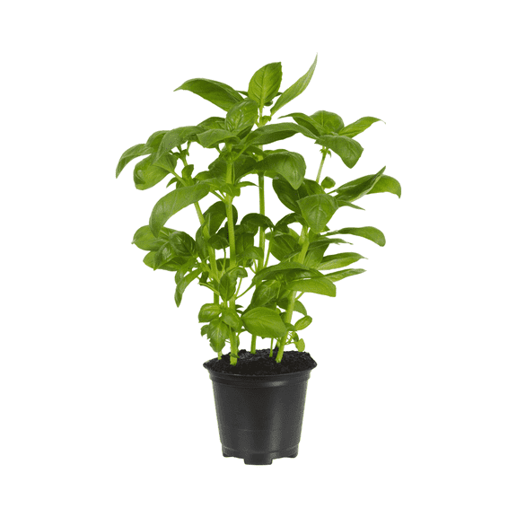 Basil Plant, 3 - 5 inches Starter Plant, Sweet Basil, Fragrant Leaves, Basil for Indoor Outdoor Growing