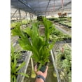 thumbnail image 5 of Fern 'Green Flame', 4" Pot, Indoor Houseplant, Easy Care, Live Plant for Indoor & Outdoor, 5 of 5