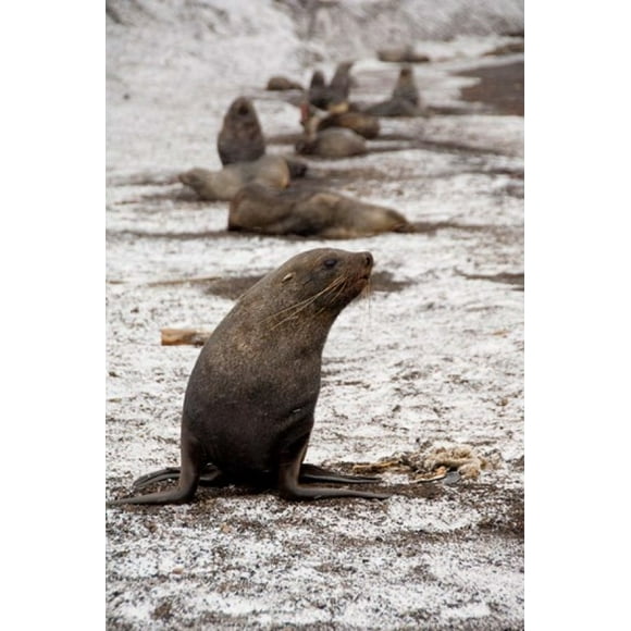 Antarctica, Deception Island Antarctic fur seal Poster Print by Cindy Miller Hopkins (23 x 34)
