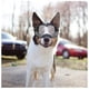 thumbnail image 4 of Black, Clear Dog Goggles Medium And Large Dog Sports Sunglasses Anti-uv Soft Pet Goggles Deep Eyecup Anti-fog/windproof Outdoor, 4 of 5