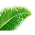 thumbnail image 2 of Coconut Palm Leaf Wall Decal Sticker by Wallmonkeys Vinyl Peel and Stick Graphic (18 in W x 15 in H), 2 of 4