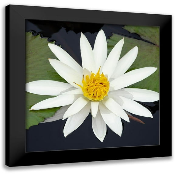 DeNardo, Laura 12x12 Black Modern Framed Museum Art Print Titled - Water Lily Flowers V