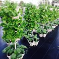 thumbnail image 4 of Zeus Plastic Stackable Vertical Flower Plant Pot Seedling Holder Garden Planter Decor, 4 of 6