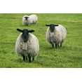 thumbnail image 2 of Su, Keren 32x23 White Modern Wood Framed Museum Art Print Titled - Blackface ewe-Northumberland-England-UK, 2 of 4
