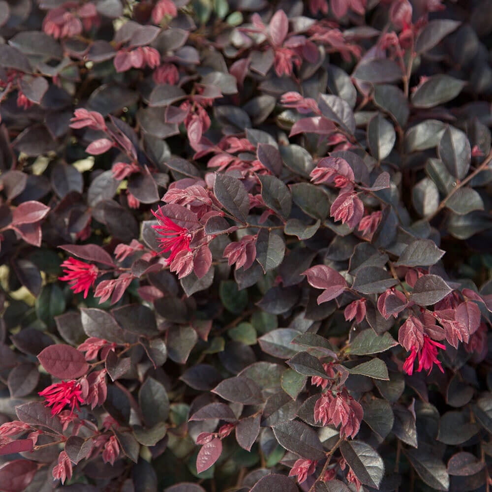 Southern Living Purple Daydream Loropetalum Live Shrub in 2.5-Quart Grower Pot