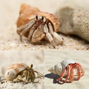 Sinkoo 8 Pcs Hermit Crab Shells Medium to Large Growth Turbo Seashells 1-2 Openning Size Natural Decoration Hermit Crab Supplies Turbo Growth Shells