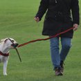 thumbnail image 2 of Reflective Pet Leash Elastic Dog Bungee Leash for Pets Running Hiking Jogging Waking (Red), 2 of 9