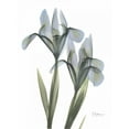 thumbnail image 2 of Koetsier, Albert 15x18 Black Ornate Wood Framed with Double Matting Museum Art Print Titled - Japanese Iris, 2 of 4