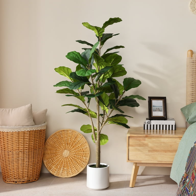 pachira money tree plant Pachira aquatica 'Money Tree'  Snakeroot Botanicals