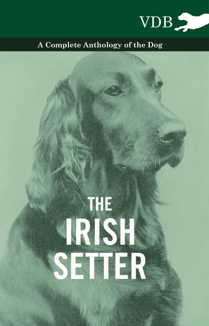 Irish sales setter 87