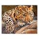 thumbnail image 1 of Taladro diamante pintura (DE2823) 5D DIY cuadrado completo leopardo punto de cruz bordado 40x50cm Hugtrwg Para estrenar, 1 of 1