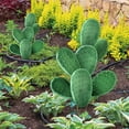 thumbnail image 4 of Card Slot Cactus Acrylic Outdoor Garden Yard Stake Decorative Marker for Landscaping Signage and Identification 1PC, 4 of 4