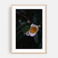 thumbnail image 2 of Untitled - Portland Oregon Photography Flowers Botanical Nature Floral Garden Scenic Calm Unframed Wall Art Print 20 x 30 inches, 2 of 60