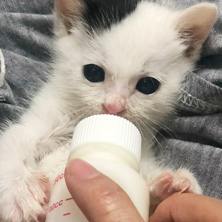 Nursing Cat Nipples visitchile.cl