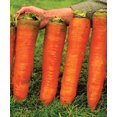 thumbnail image 1 of GSDWIUEW Carrot Red Giant Vegetable for Planting Heirloom, 1 of 8