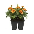thumbnail image 2 of (3 pack) Expert Gardener 4PK Orange Marigold Live Plant, 2 of 3