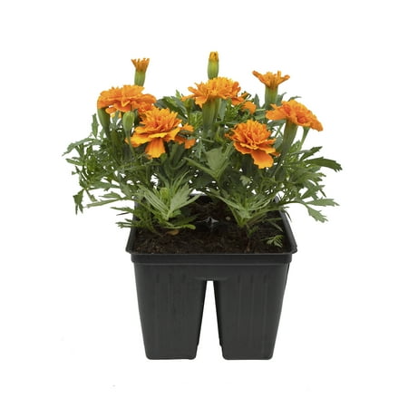 Expert Gardener 4PK Orange Marigold Live Plant