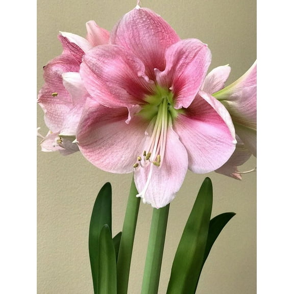 Amaryllis 'Blushing Bride' Bulb - Elegant White Blooms with Soft Pink Accents
