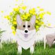 thumbnail image 5 of Maceta Bulldog Corgi De Jardín Maceta de perro ensamblable, jarrón acrílico Corgi Shiba Inu, macetas, adorno de decoración del hogar, 5 of 6