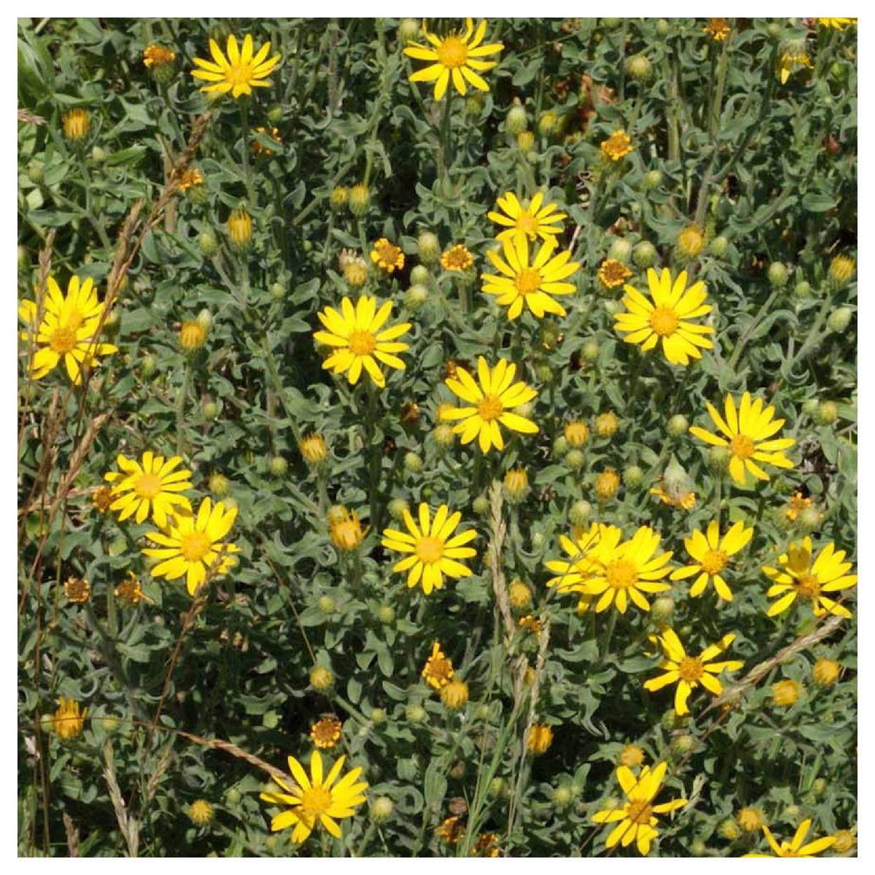 Everwilde Farms - 1 oz Golden Aster Native Wildflower Seeds - Gold Vault Bulk Seed Packet