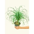 thumbnail image 4 of Beaucarnea recurvata Live Green Plant in 4" Pot, 4 of 5
