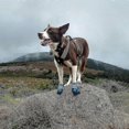 thumbnail image 4 of Botas para perros Sunrain compatibles con perros Botines para perros antideslizantes e impermeables compatibles con Ou, 4 of 4