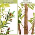 thumbnail image 2 of 6ft Artificial Olive Tree, 6 Feet Tall Faux Olive Tree, Potted Fake Plants with Realistic Branches and Lush Leaves for Home Indoor Decor, 2 of 8