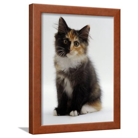 Domestic Cat 9 Week Non Pedigree Longhair Tortoiseshell And White