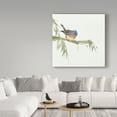 thumbnail image 3 of Trademark Fine Art 'Finch' Canvas Art by Chris Paschke, 3 of 3