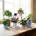 thumbnail image 6 of Mainstays 11-Inch Artificial Peperomia Plant in White Ribbed Glazed Ceramic Pot, 6 of 7
