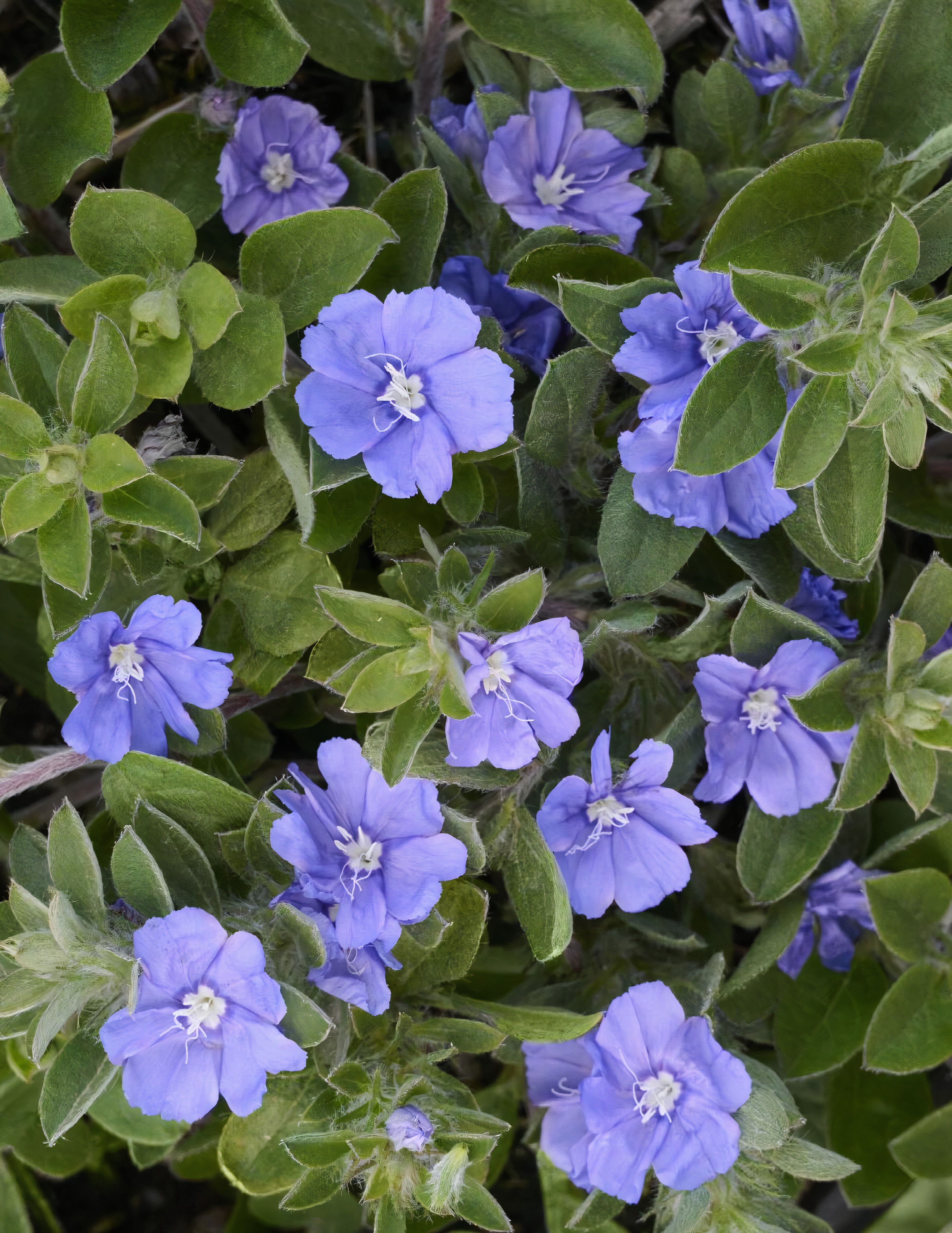 Expert Gardener 2Qt Evolvulous Blue Daze Live Plant Grower Pot Full Sun